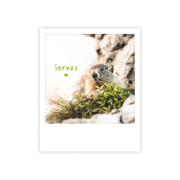 Servus Murmeltier - Postkarte