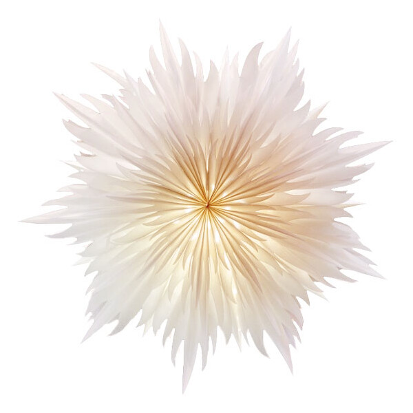 Stella-Magnolia - Weihnachtsstern