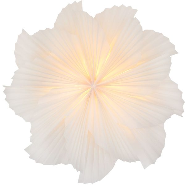 Stella-Lilia - Weihnachtsstern